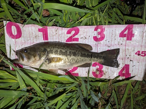 ブラックバスの釣果