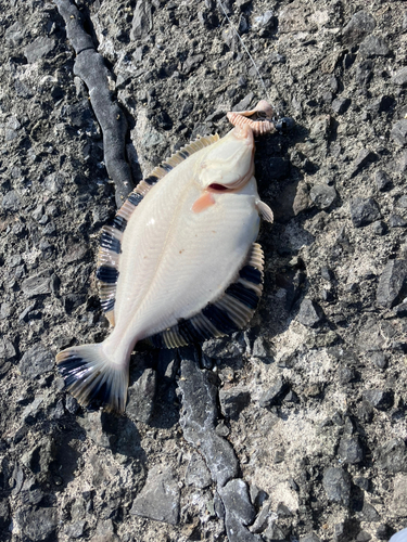 カレイの釣果