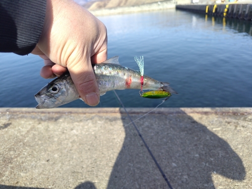 マイワシの釣果