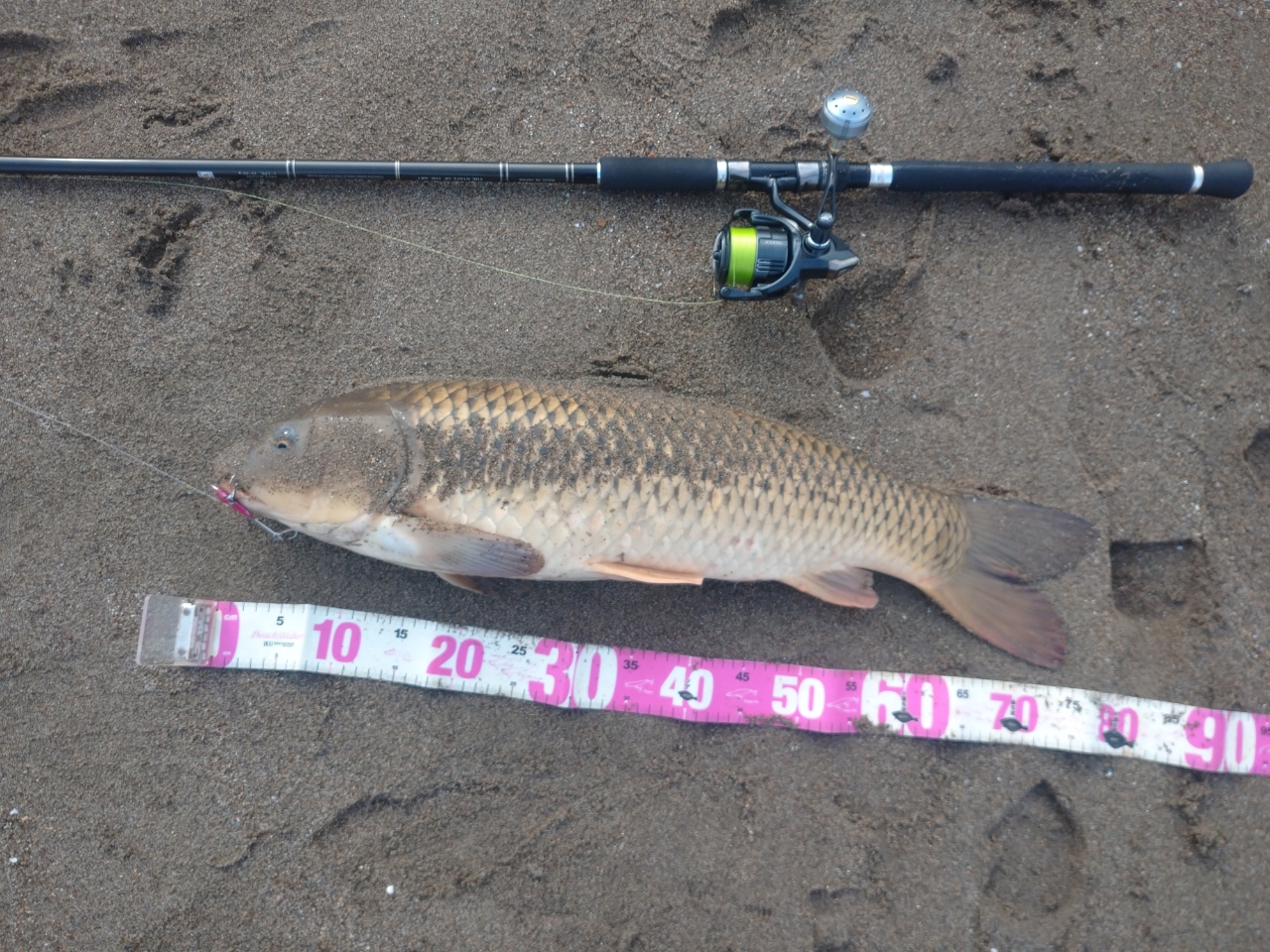 阿武隈川河口で釣れたハゼの釣り・釣果情報 - アングラーズ