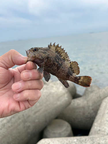 ムラソイの釣果