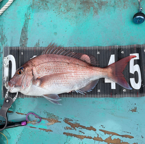 マダイの釣果