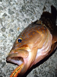 アコウの釣果