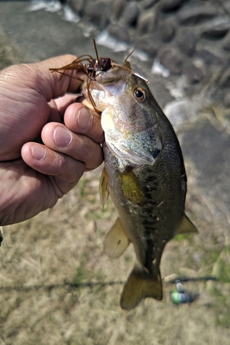 ラージマウスバスの釣果