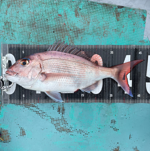 マダイの釣果