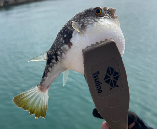 クサフグの釣果