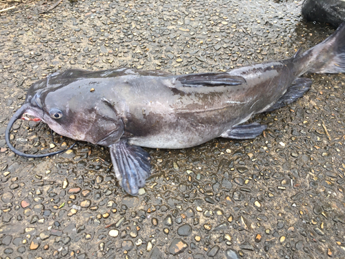 アメリカナマズの釣果