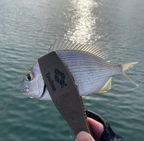 ヘダイの釣果