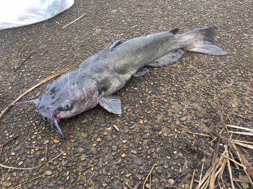 アメリカナマズの釣果