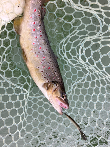 ブラウントラウトの釣果