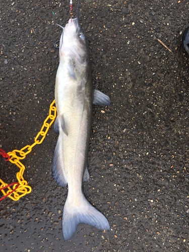 アメリカナマズの釣果