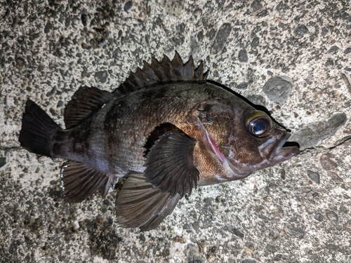 メバルの釣果