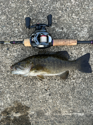 スモールマウスバスの釣果