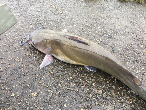 アメリカナマズの釣果