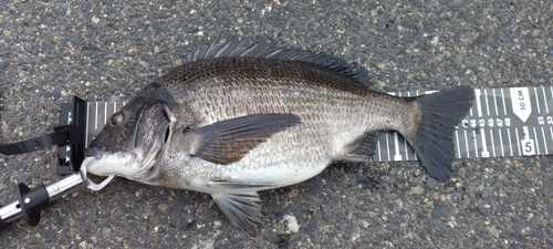 クロダイの釣果