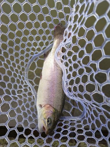 ニジマスの釣果