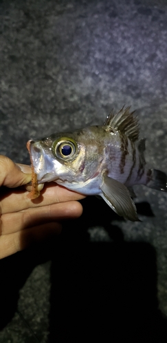 メバルの釣果