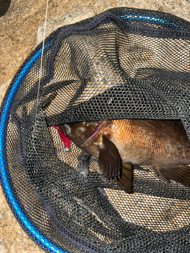 アカメバルの釣果