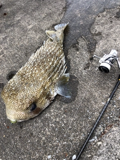 ネズミフグの釣果