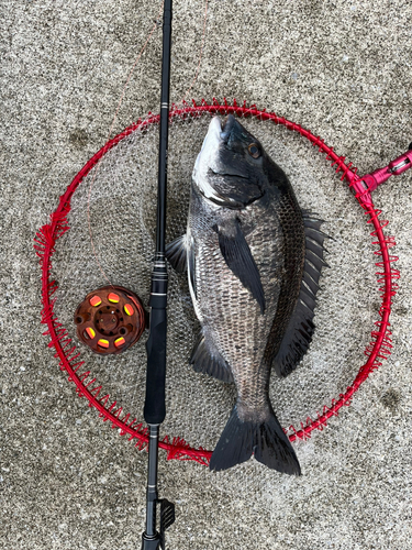 クロダイの釣果