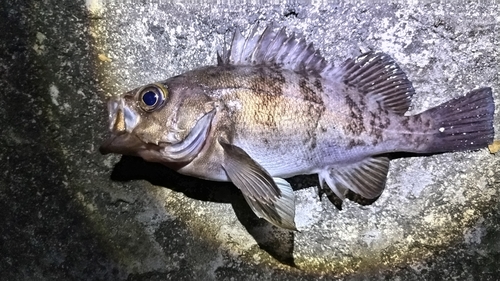 シロメバルの釣果