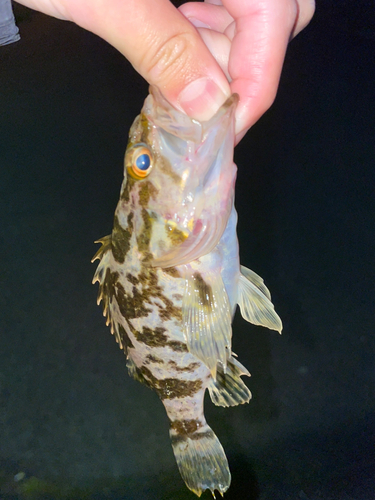 タケノコメバルの釣果