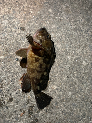 タケノコメバルの釣果