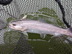 ブラウントラウトの釣果