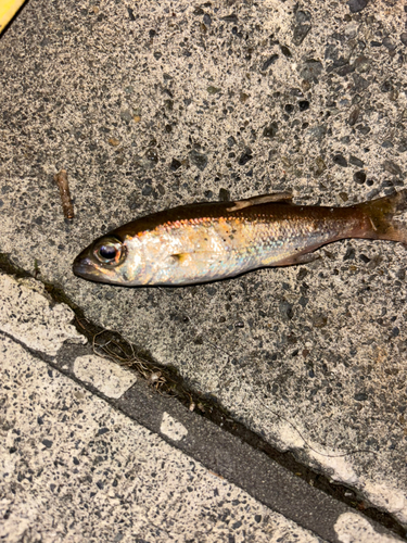 ムツの釣果