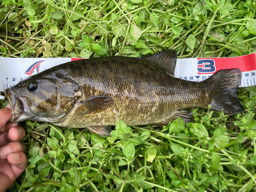 スモールマウスバスの釣果