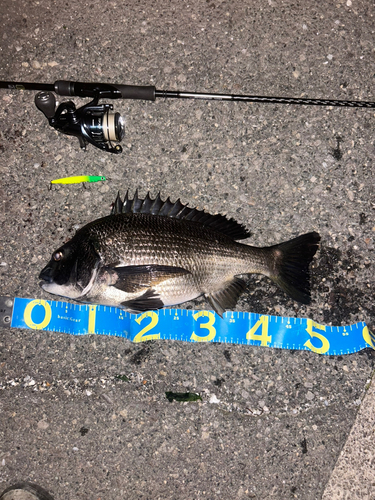 クロダイの釣果