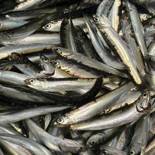 カタクチイワシの釣果