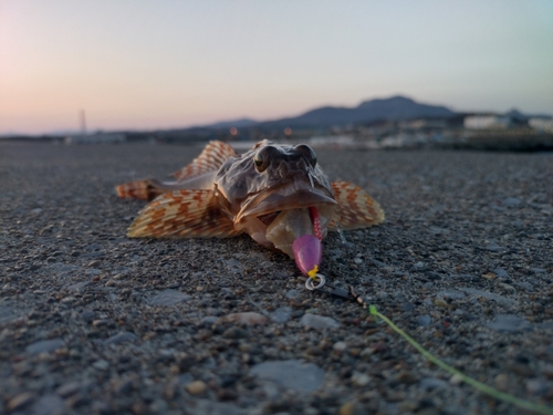 カジカの釣果