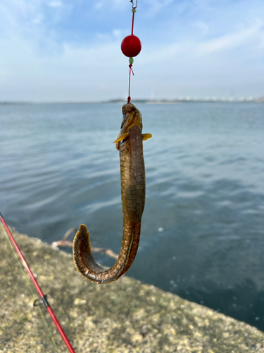 ギンポの釣果