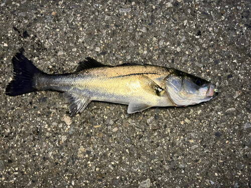 セイゴ（タイリクスズキ）の釣果