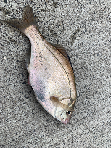 ウミタナゴの釣果