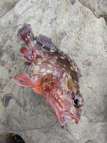 カサゴの釣果