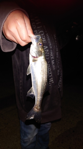 シロメバルの釣果