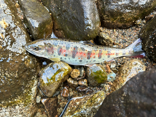 アマゴの釣果