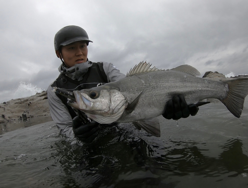 ヒラスズキの釣果