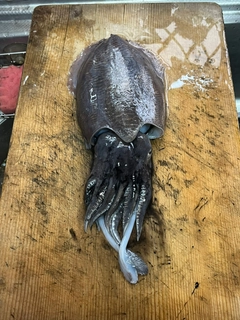 コウイカの釣果