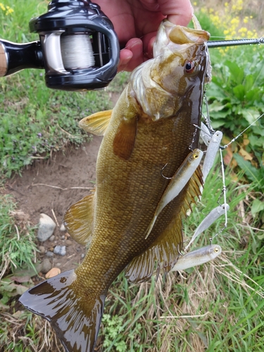 スモールマウスバスの釣果