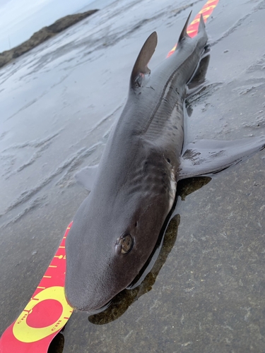 ホシザメの釣果