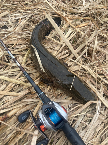 ライギョの釣果