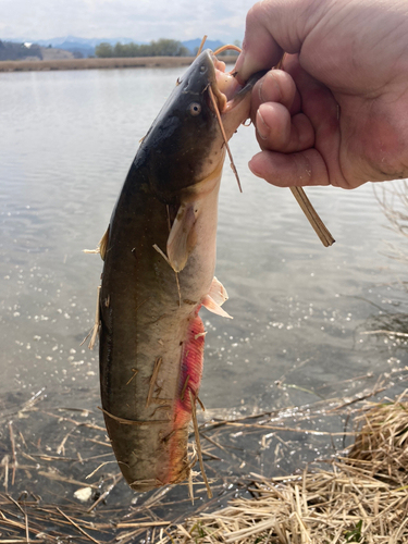 ナマズの釣果