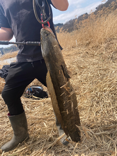 ライギョの釣果