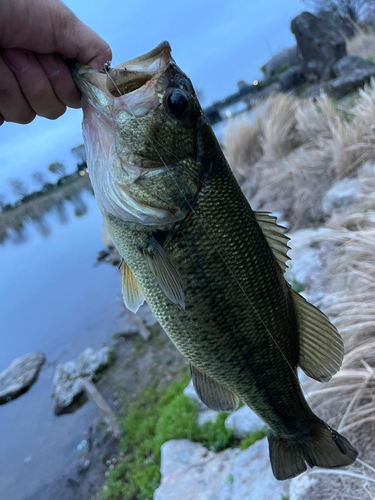 ラージマウスバスの釣果