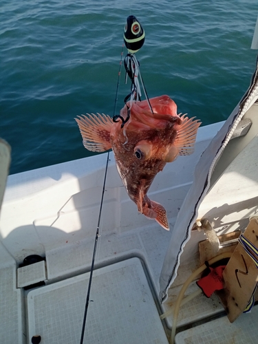 カサゴの釣果