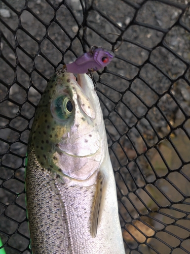 ニジマスの釣果