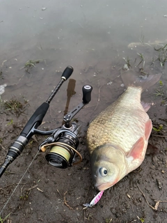 ヘラブナの釣果